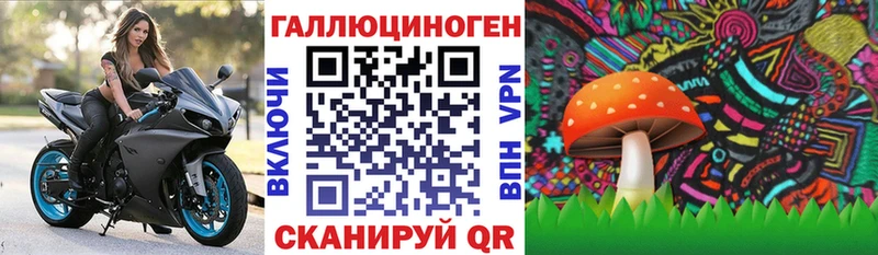 где купить наркоту  Светлоград  Псилоцибиновые грибы Psilocybine cubensis 
